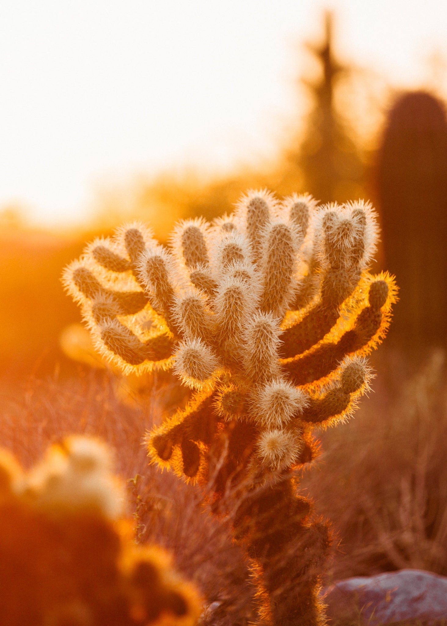 Desert Awakening Weekend Retreat -  Palm Springs